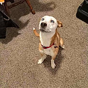 Aphrodite joined the competition — help win amazing prizes! dog, blue_eyes, red_collar, carpet, indoor, furniture, bottle, pet, animal, canine, looking_up, sitting, brown_and_white, ears, tail, floor, home, domestic, cute, waiting