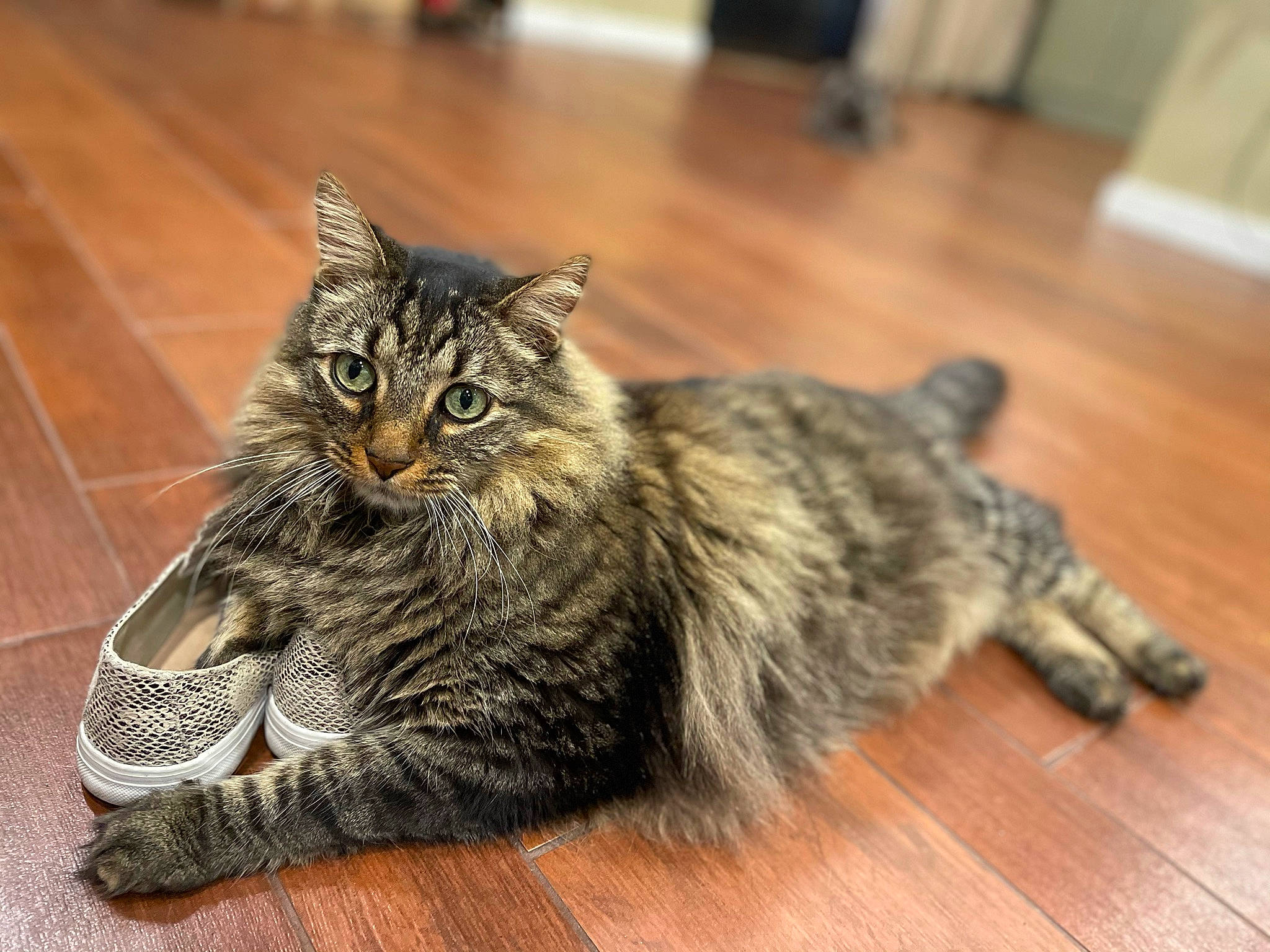 Ewok joined the competition — help win amazing prizes! carnivore, cat, claw, domestic_short_haired_cat, felidae, floor, flooring, fur, hardwood, laminate_flooring, paw, small_to_medium_sized_cats, snout, tail, terrestrial_animal, varnish, whiskers, wood, wood_flooring, wood_stain