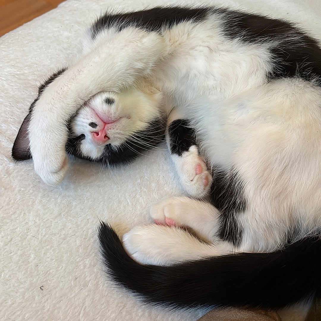 Arya a rejoint le concours — aidez-le/la à gagner de superbes lots ! abyssinian, animal, architecture, blanket, building, cat, couch, electronics, ferret, furniture, hardware, hardwood, kitten, manx, monkey, person, pet, siamese, sleeping, wood