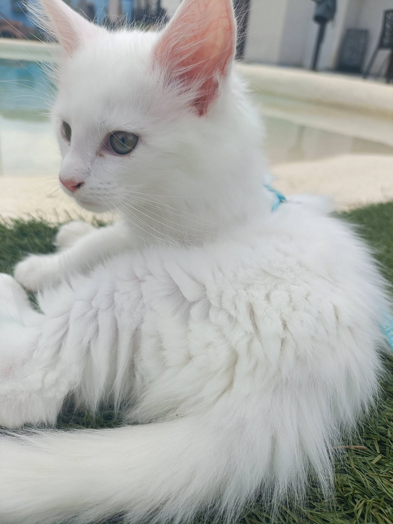 Urus a rejoint le concours — aidez-le/la à gagner de superbes lots ! carnivore, cat, felidae, fur, small_to_medium_sized_cats, snout, tail, terrestrial_animal, whiskers