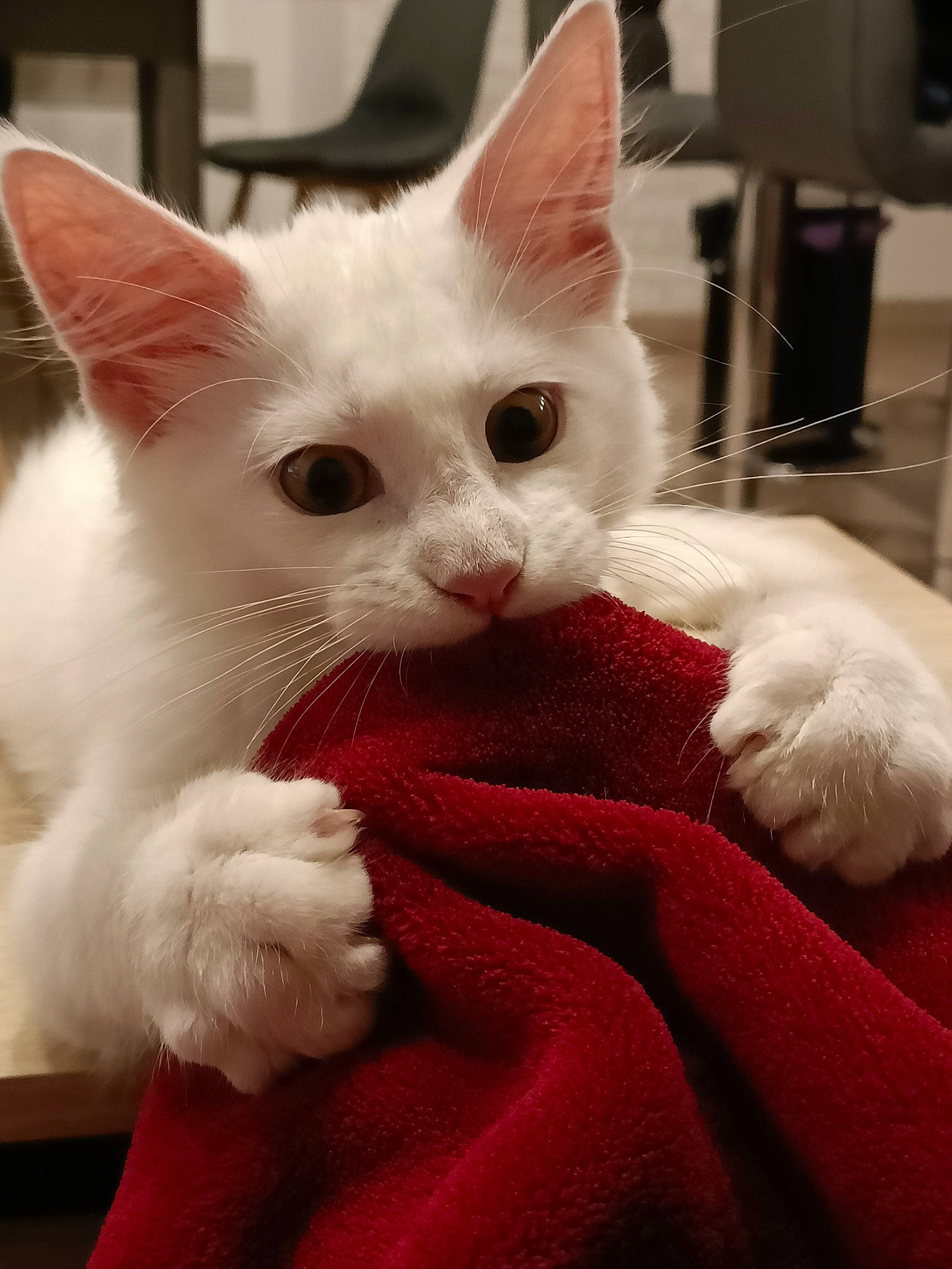 Urus a rejoint le concours — aidez-le/la à gagner de superbes lots ! carmine, carnivore, cat, cat_supply, claw, comfort, domestic_short_haired_cat, ear, fawn, felidae, fur, paw, small_to_medium_sized_cats, snout, tail, whiskers