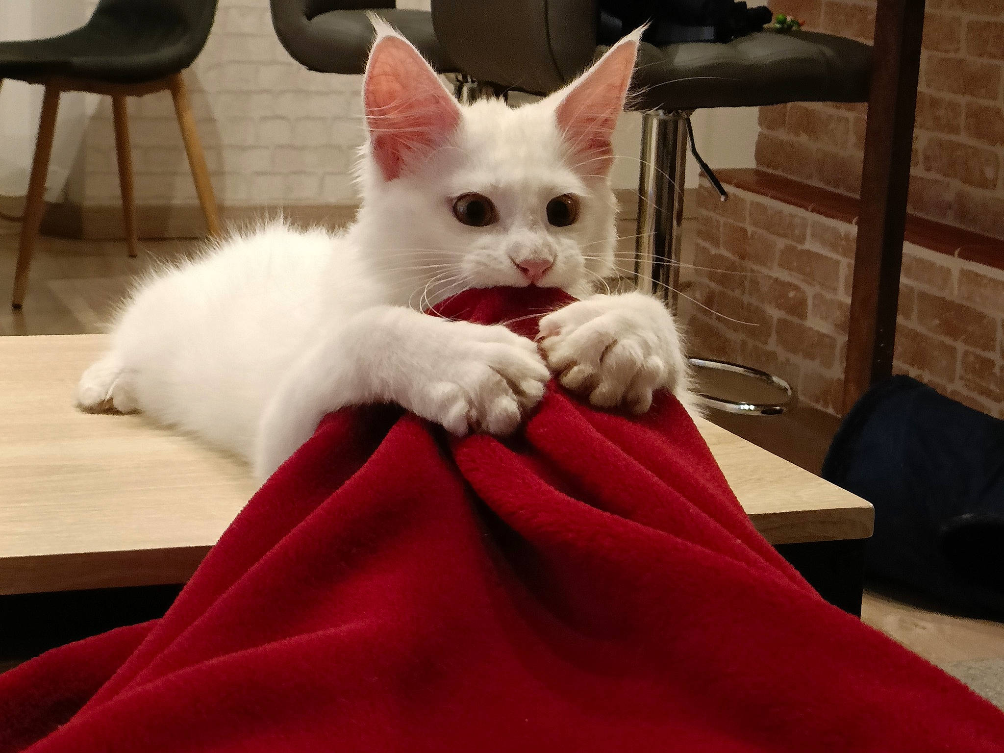 Urus a rejoint le concours — aidez-le/la à gagner de superbes lots ! bed, bedding, carmine, carnivore, cat, chair, comfort, domestic_short_haired_cat, fawn, felidae, fur, furniture, hardwood, head, linens, paw, small_to_medium_sized_cats, snout, tail, whiskers