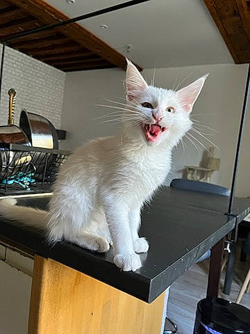 Urus a rejoint le concours — aidez-le/la à gagner de superbes lots ! box, carnivore, cat, claw, domestic_short_haired_cat, felidae, fur, paw, small_to_medium_sized_cats, snout, tail, whiskers