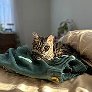 Luna is registered to the contest to win money with this photo: cat, tabby_cat, pet, indoor, bed, blanket, sweater, green_sweater, sunlight, cozy, whiskers, fur, ears, pillow, bokeh, shallow_depth_of_field, portrait, furniture, relaxed, home