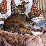 Darla joined the competition — help win amazing prizes! cat, tabby, blanket, cushion, furniture, indoor, pet, relaxed, resting, animal, fur, pillow, pattern, brown, white, orange, striped, home, comfort, laying