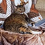 cat, tabby, blanket, cushion, furniture, indoor, pet, relaxed, resting, animal, fur, pillow, pattern, brown, white, orange, striped, home, comfort, laying