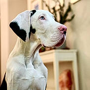 Roux joined the competition — help win amazing prizes! animal, black_spots, blue_eyes, blurred_background, calm, canine, close_up, decor, dog, domestic_animal, framed_pictures, furniture, house, indoor, looking_away, pet, pink_nose, portrait, table, white_coat