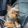 Bread is registered to the contest to win money with this photo: accessory, animal, bag, canine, car_interior, car_seat, closeup, collar, cute, dog, ears, eyes, fur, indoor, leather_seat, nose, pet, resting, seatbelt, small_dog