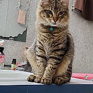 Max joined the competition — help win amazing prizes! cat, tabby, pet, feline, indoor, bathroom, counter, mirror, toiletries, collar, blue_bell, fur, whiskers, sitting, cute, domestic_animal, striped, paws, animal, household
