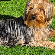 Carole a rejoint le concours — aidez-le/la à gagner de superbes lots ! animal, black, brown, calm, canine, daylight, dog, domestic_animal, fur, grass, laying_down, long_hair, mammal, nature, outdoor, pet, portrait, relaxed, sunlight, tan