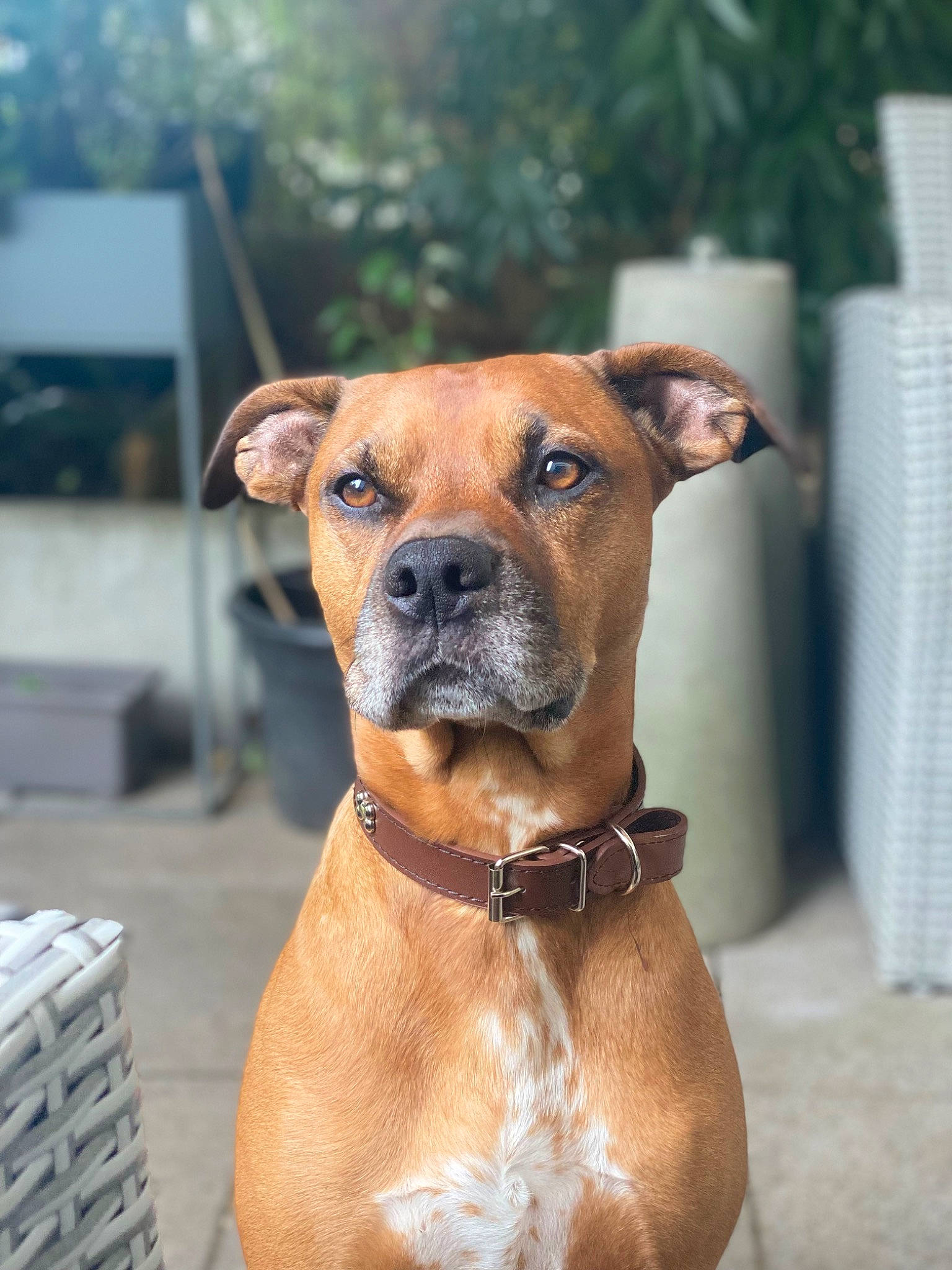 Simba a rejoint le concours — aidez-le/la à gagner de superbes lots ! ancient_dog_breeds, canidae, carnivore, collar, companion_dog, dog, dog_breed, dog_collar, dog_supply, fawn, liver, non_sporting_group, pet_supply, plant, snout, sporting_group, terrestrial_animal, whiskers, working_animal, working_dog