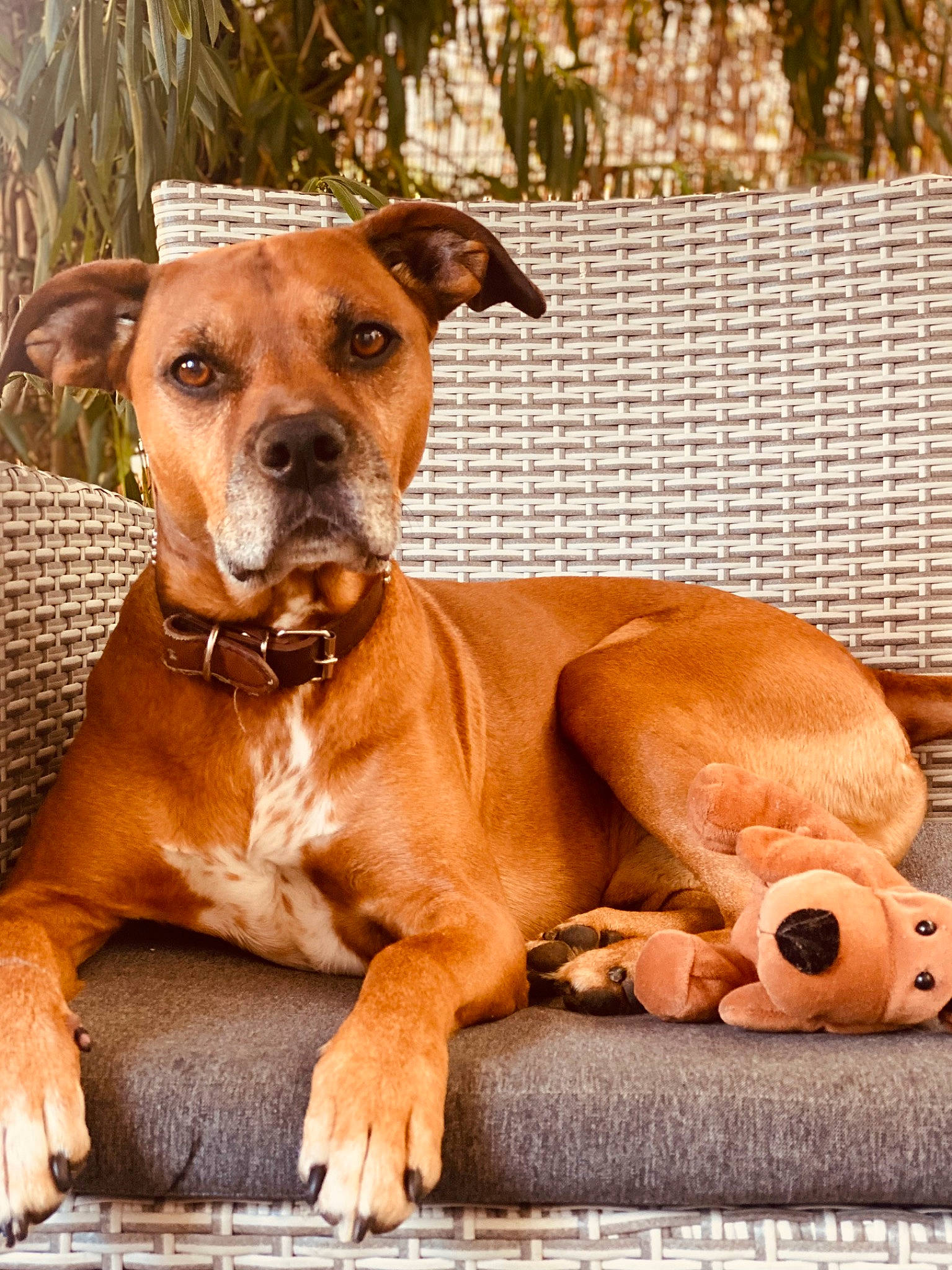 Simba a rejoint le concours — aidez-le/la à gagner de superbes lots ! ancient_dog_breeds, canidae, carnivore, collar, companion_dog, dog, dog_breed, dog_collar, dog_supply, eye, fawn, liver, pet_supply, snout, sporting_group, terrestrial_animal, whiskers, wood, working_animal, working_dog