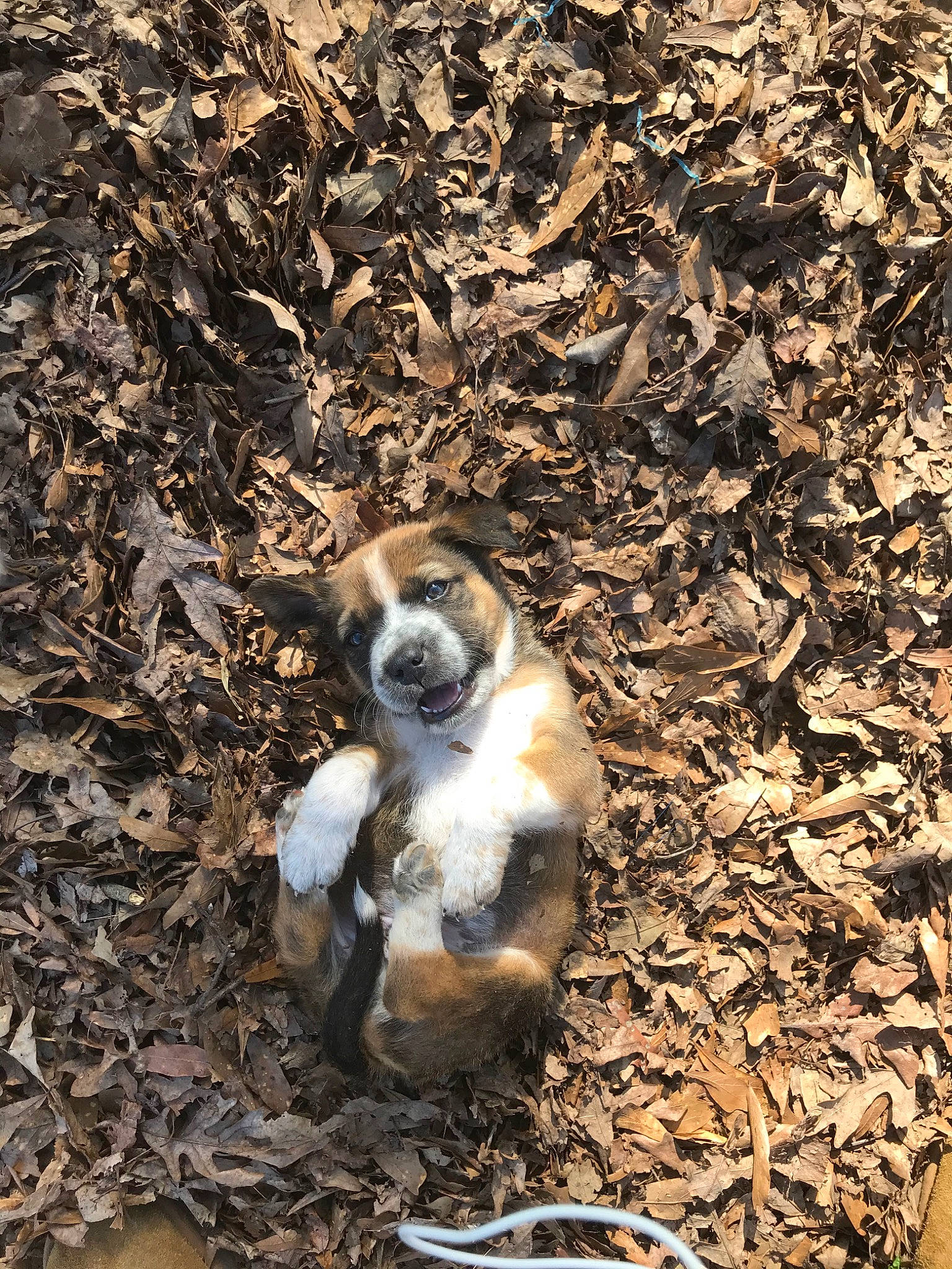 Elmo joined the competition — help win amazing prizes! canidae, carnivore, dog, dog_breed, fawn, soil