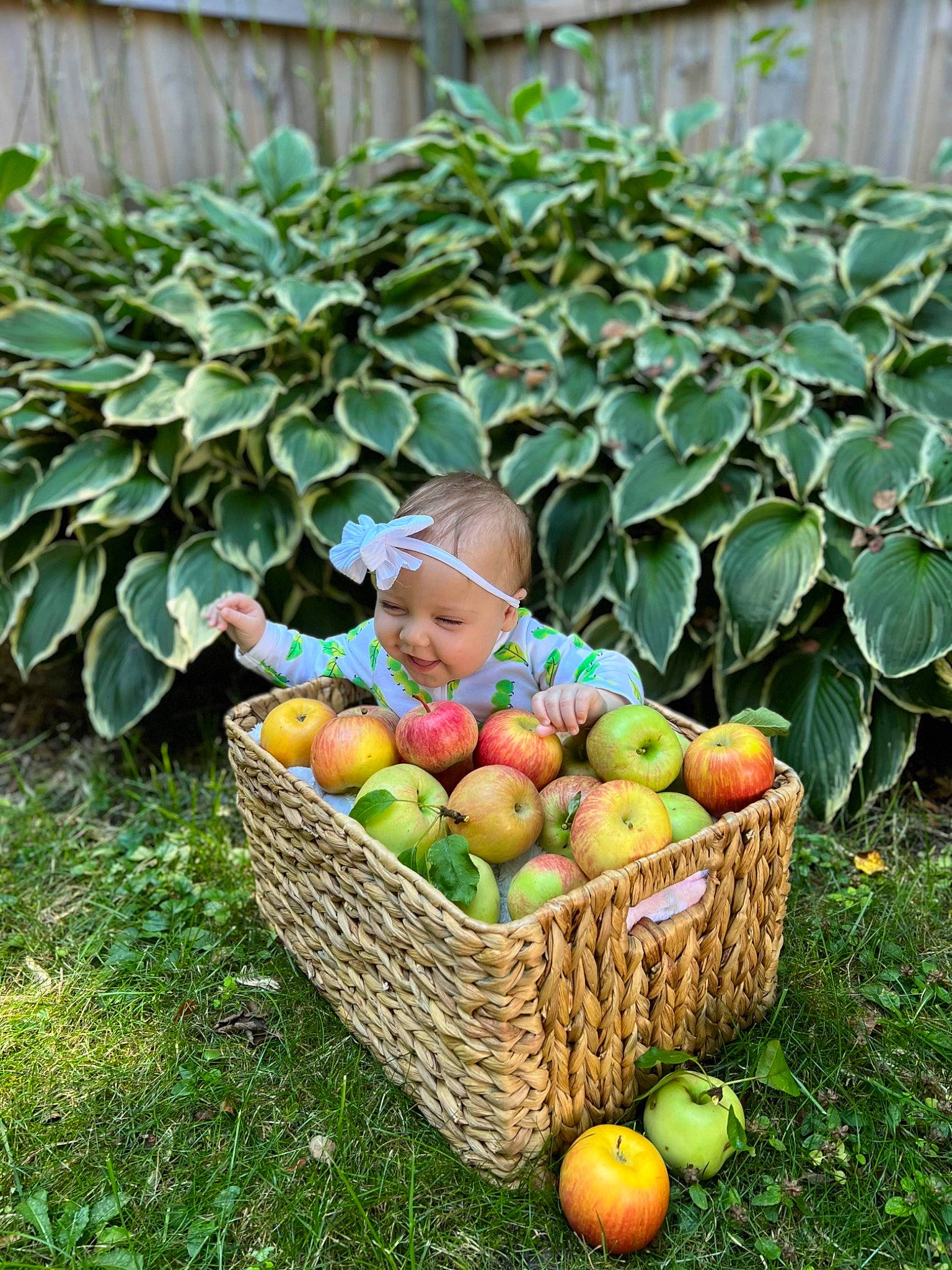 Mya is registered to the contest to win money with this photo: accessory_fruit, apple, basket, citrus, food, fruit, fruit_tree, grass, headwear, ingredient, local_food, mcintosh, natural_foods, person, plant, produce, rangpur, rose_family, superfood, tree