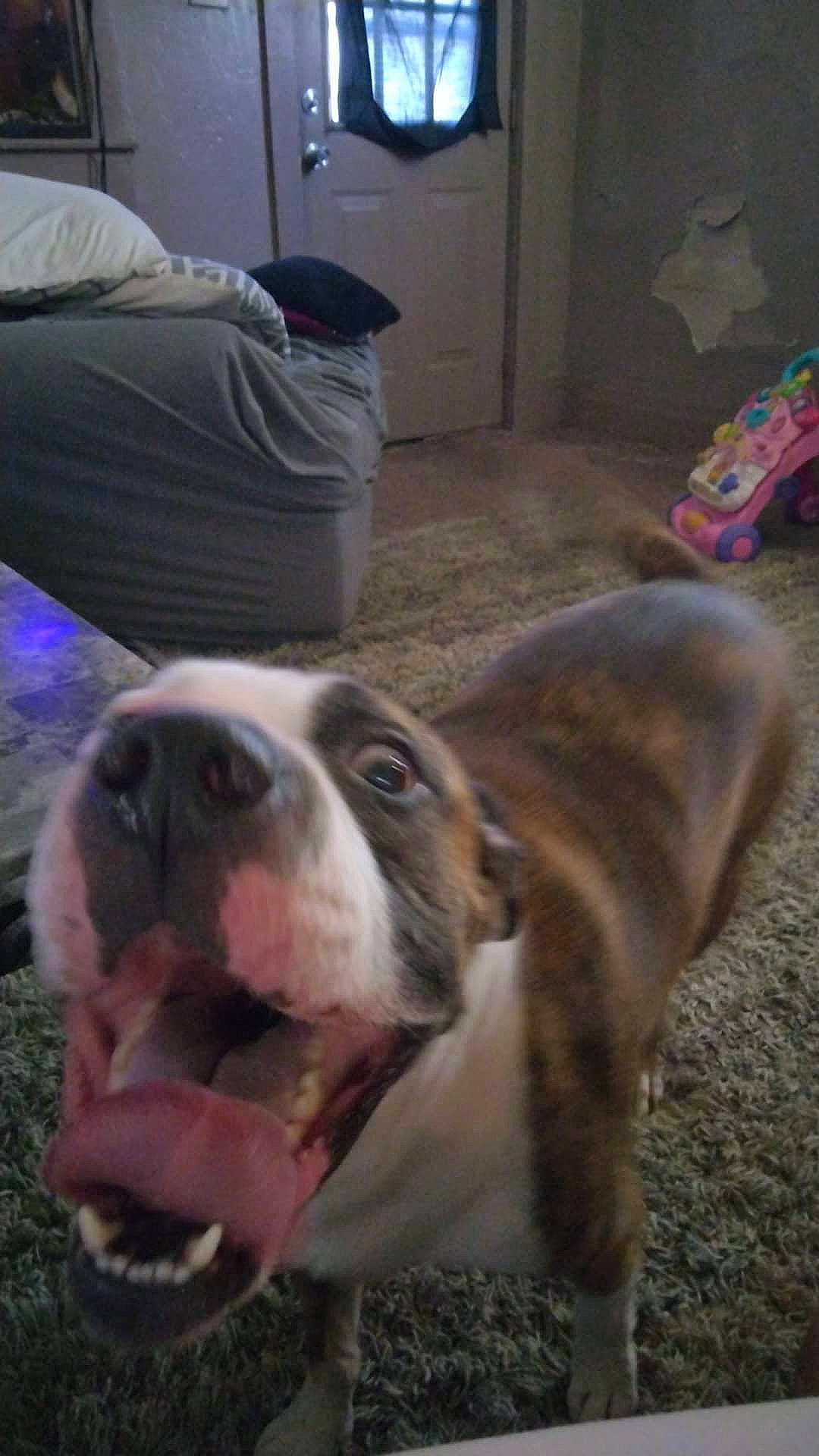 Jack Skellington joined the competition — help win amazing prizes! bulldog, canidae, carnivore, comfort, companion_dog, couch, dog, dog_breed, flooring, fur, lamp, molosser, puppy, puppy_love, terrestrial_animal, toy_dog, whiskers, working_animal, working_dog, wrinkle