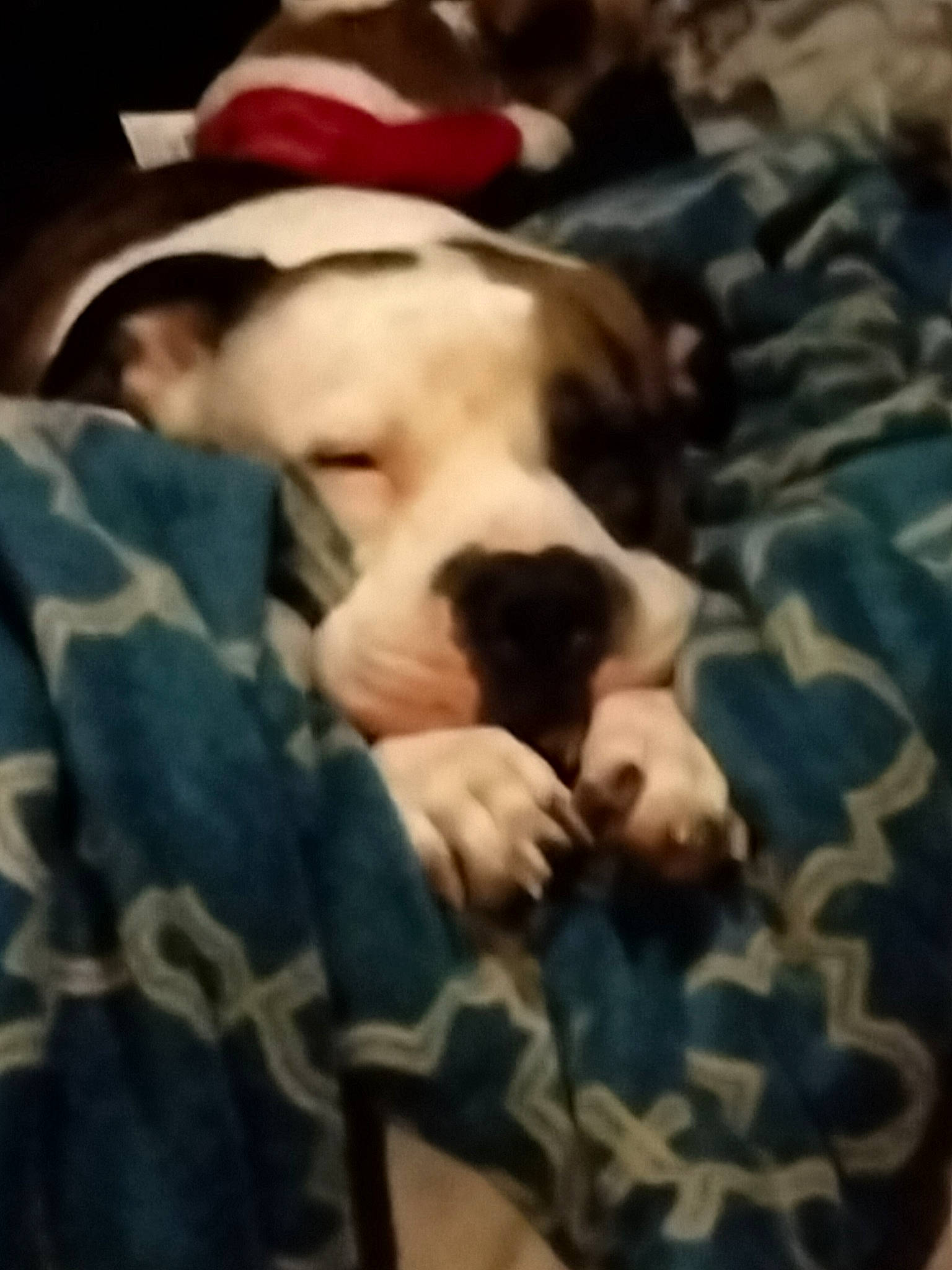 Jack Skellington joined the competition — help win amazing prizes! bulldog, canidae, carnivore, cloud, comfort, companion_dog, dog, dog_breed, fawn, fur, guard_dog, linens, nap, paw, puppy_love, snout, sporting_group, terrestrial_animal, toy_dog, working_animal