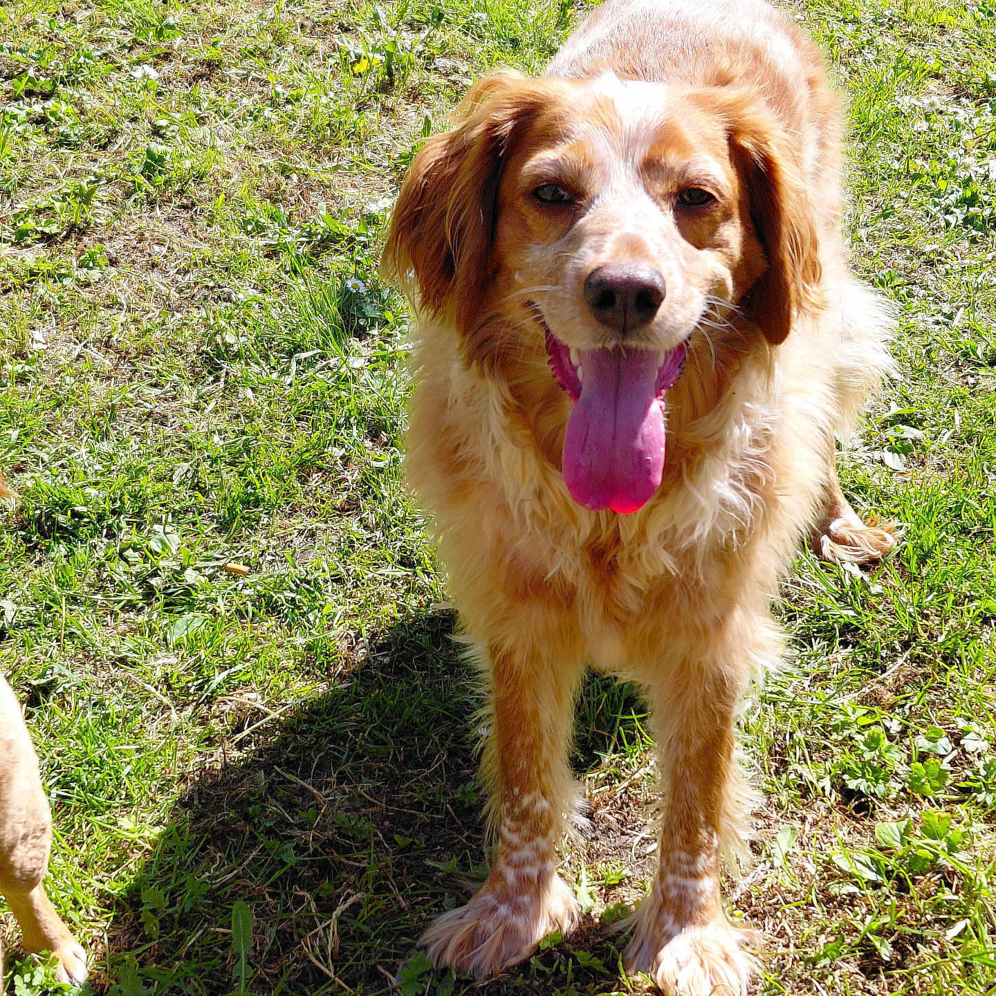 Nina participe au concours pour gagner de l'argent avec cette photo : dog, grass, outdoor, sunlight, happy, tongue_out, pet, canine, brown_fur, white_fur, nature, playful, animal, summer, daylight, mammal, field, friendly, standing, closeup