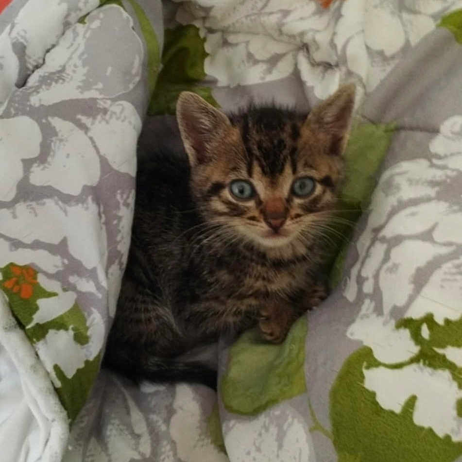 Happy a rejoint le concours — aidez-le/la à gagner de superbes lots ! abyssinian, animal, bed, bedroom, blanket, cat, couch, cushion, face, furniture, head, homedecor, indoors, kitten, linen, person, pet, quilt, room, sleeping