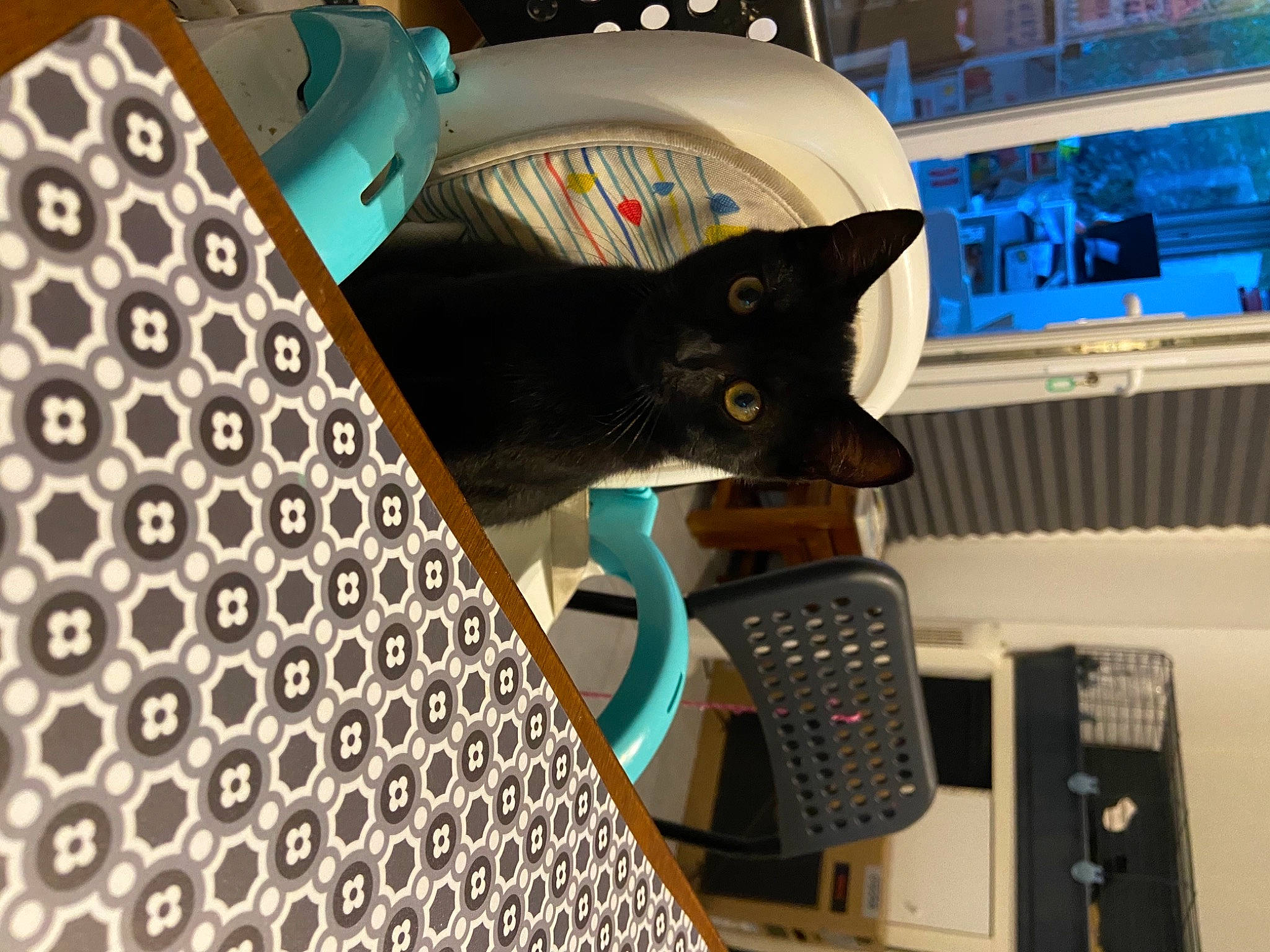 Carbone a rejoint le concours — aidez-le/la à gagner de superbes lots ! audio_equipment, blue, carnivore, cat, computer, computer_hardware, domestic_short_haired_cat, electric_blue, electronic_instrument, felidae, input_device, mesh, office_equipment, pattern, peripheral, room, shelf, small_to_medium_sized_cats, technology, whiskers