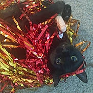 Raven Storm joined the competition — help win amazing prizes! accessories, animal, blackcat, canine, cat, confetti, dog, featherboa, fish, head, kitten, manx, paper, person, pet, pinata, plush, puppy, sealife, toy