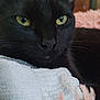 Raven Storm joined the competition — help win amazing prizes! abyssinian, animal, blackcat, blanket, cat, kitten, manx, pet