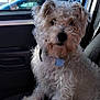 Tyrex participe au concours pour gagner de l'argent avec cette photo : dog, curly_fur, pet, car_interior, car_seat, blue_sky, window, sunlight, dog_tag, curious, fluffy, seatbelt, automobile, daytime, vehicle, dog_collar, fiat_sign, outdoor, transportation, companion