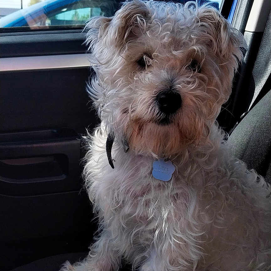 Tyrex participe au concours pour gagner de l'argent avec cette photo : automobile, blue_sky, car_interior, car_seat, companion, curious, curly_fur, daytime, dog, dog_collar, dog_tag, fiat_sign, fluffy, outdoor, pet, seatbelt, sunlight, transportation, vehicle, window