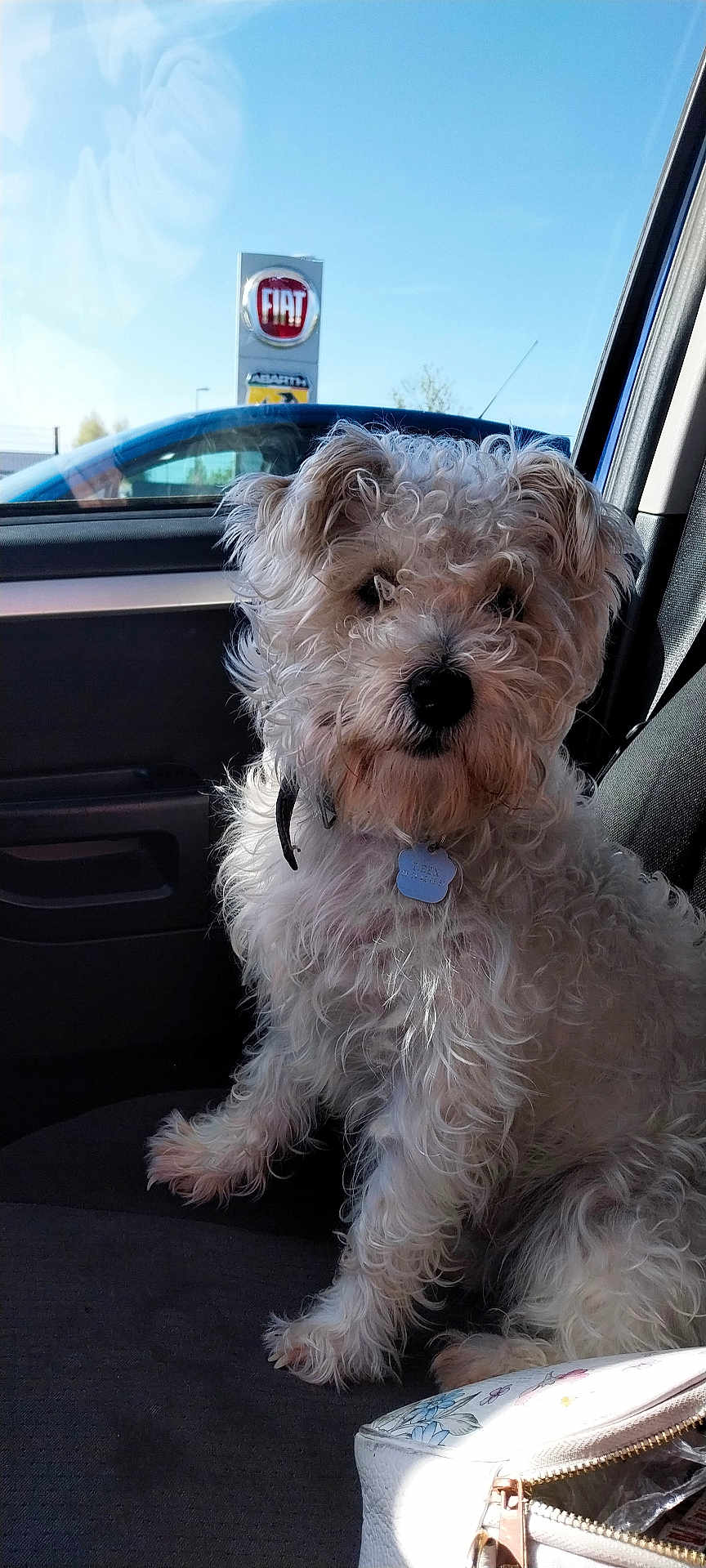 Tyrex participe au concours pour gagner de l'argent avec cette photo : dog, curly_fur, pet, car_interior, car_seat, blue_sky, window, sunlight, dog_tag, curious, fluffy, seatbelt, automobile, daytime, vehicle, dog_collar, fiat_sign, outdoor, transportation, companion
