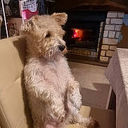 Tyrex a rejoint le concours — aidez-le/la à gagner de superbes lots ! dog, chair, fireplace, clock, indoor, furniture, cozy, pet, home, curtains, table, blanket, wood, stone, warm, sitting, cute, animal, living_room, domestic