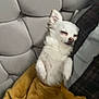 animal, blanket, companion, couch, cozy, cute, dog, domestic_animal, fluffy, fur, indoor, pet, pillow, relaxed, resting, sleepy, small_dog, snug, white_dog, yellow_blanket