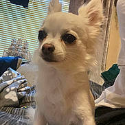 Lottie joined the competition — help win amazing prizes! animal, blanket, companion, cozy, curtains, cute, dog, domestic, ears, fur, furniture, home, indoor, looking_away, pet, resting, sitting, small_dog, white_dog, window_blinds