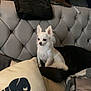 animal, bed, chihuahua, companion, cushion, cute, dog, ears, fur, furniture, headboard, indoor, patterned_wall, pet, pillows, relaxation, resting, small_dog, snout, white_dog