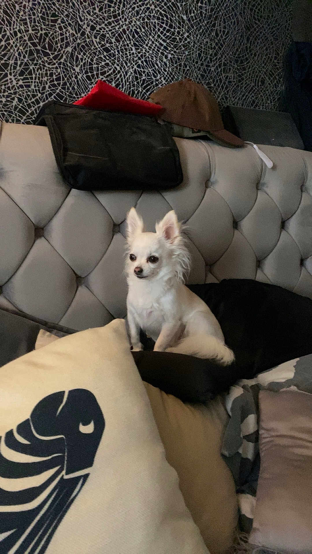 Lottie