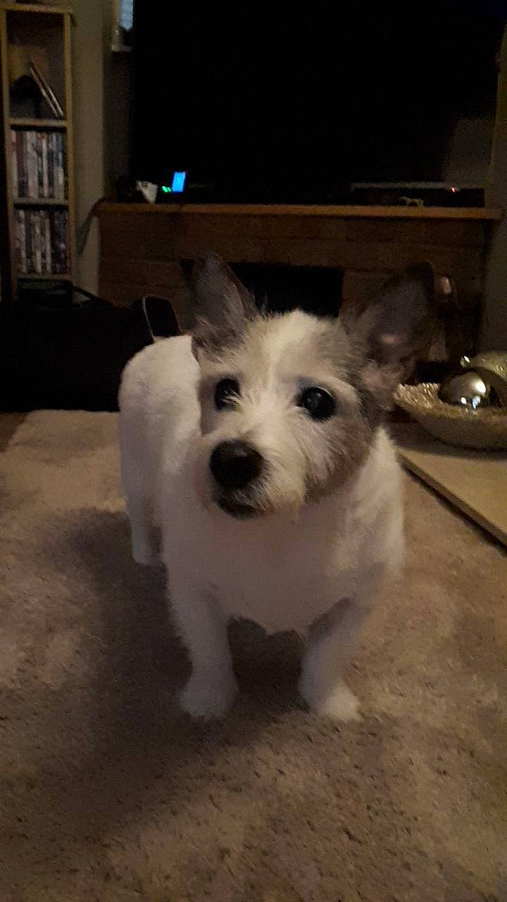 Millie joined the competition — help win amazing prizes! bookcase, canidae, carnivore, companion_dog, dog, dog_breed, flooring, fur, non_sporting_group, paw, picture_frame, small_terrier, snout, sporting_group, television, terrestrial_animal, terrier, toy_dog, whiskers, working_animal