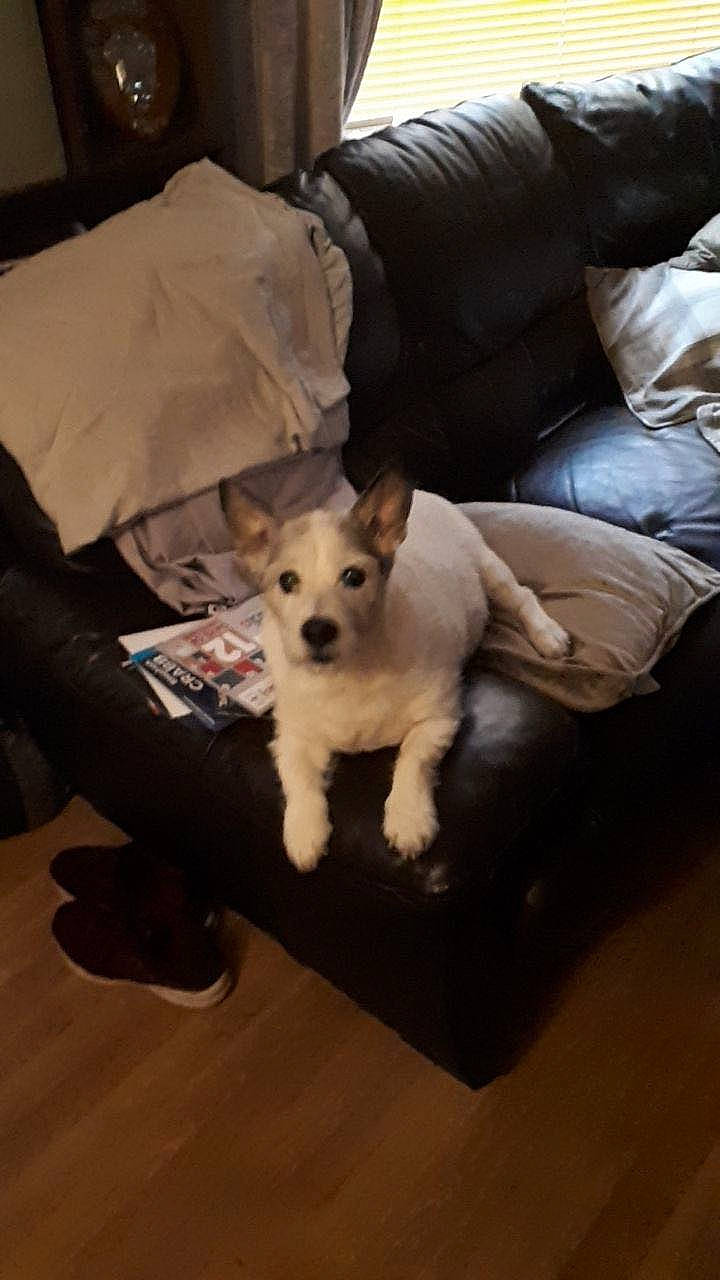 Millie joined the competition — help win amazing prizes! canidae, carnivore, comfort, companion_dog, couch, dog, dog_breed, fawn, flooring, fur, paw, pillow, sitting, small_terrier, snout, sporting_group, tail, throw_pillow, toy_dog, working_animal