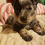 Lily joined the competition — help win amazing prizes! australian_cattle_dog, carnivoran, dog, dog_breed, dog_breed_group, dog_like_mammal, puppy, rare_breed_dog, snout, vulnerable_native_breeds, whiskers