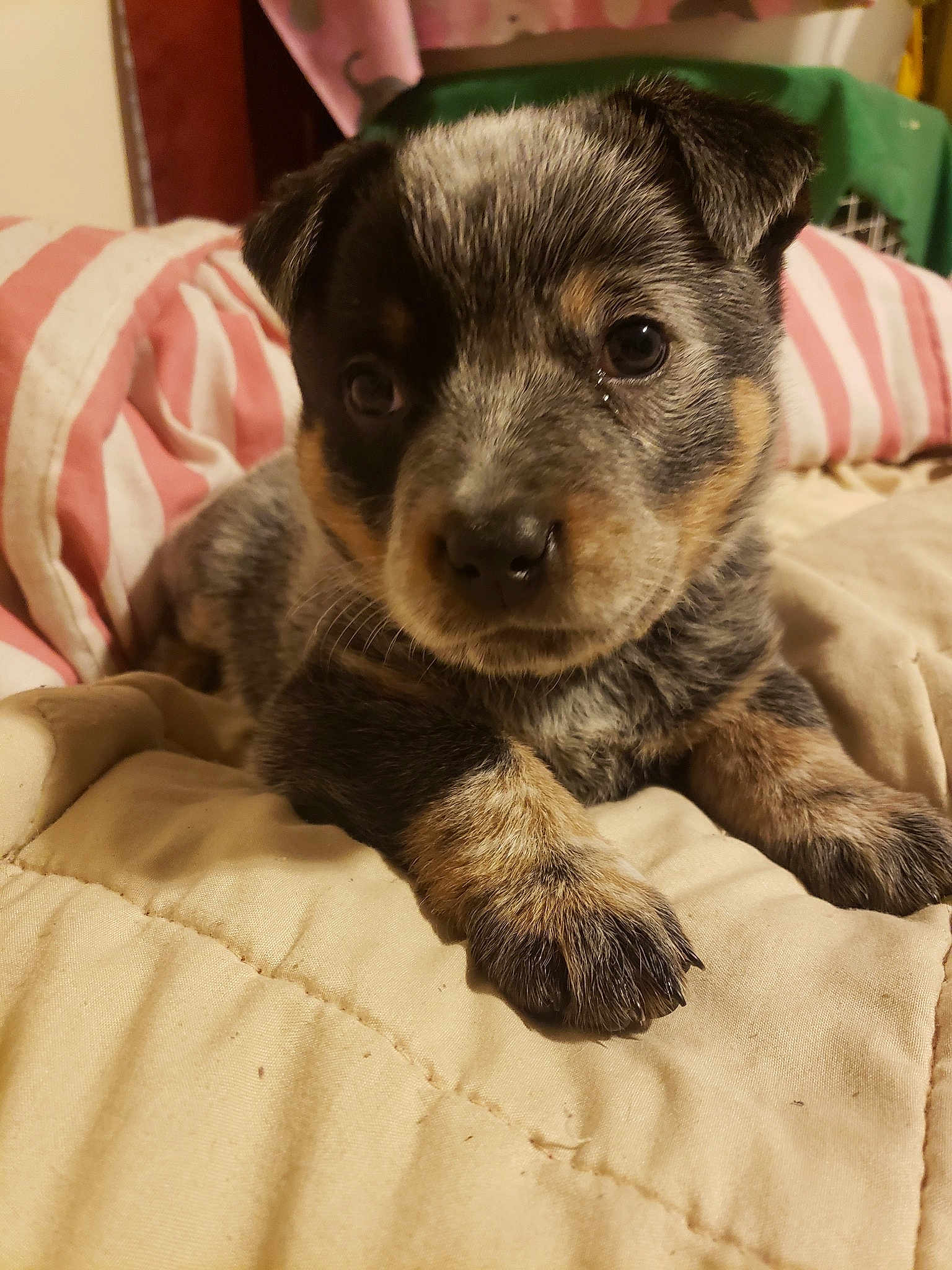 Lily