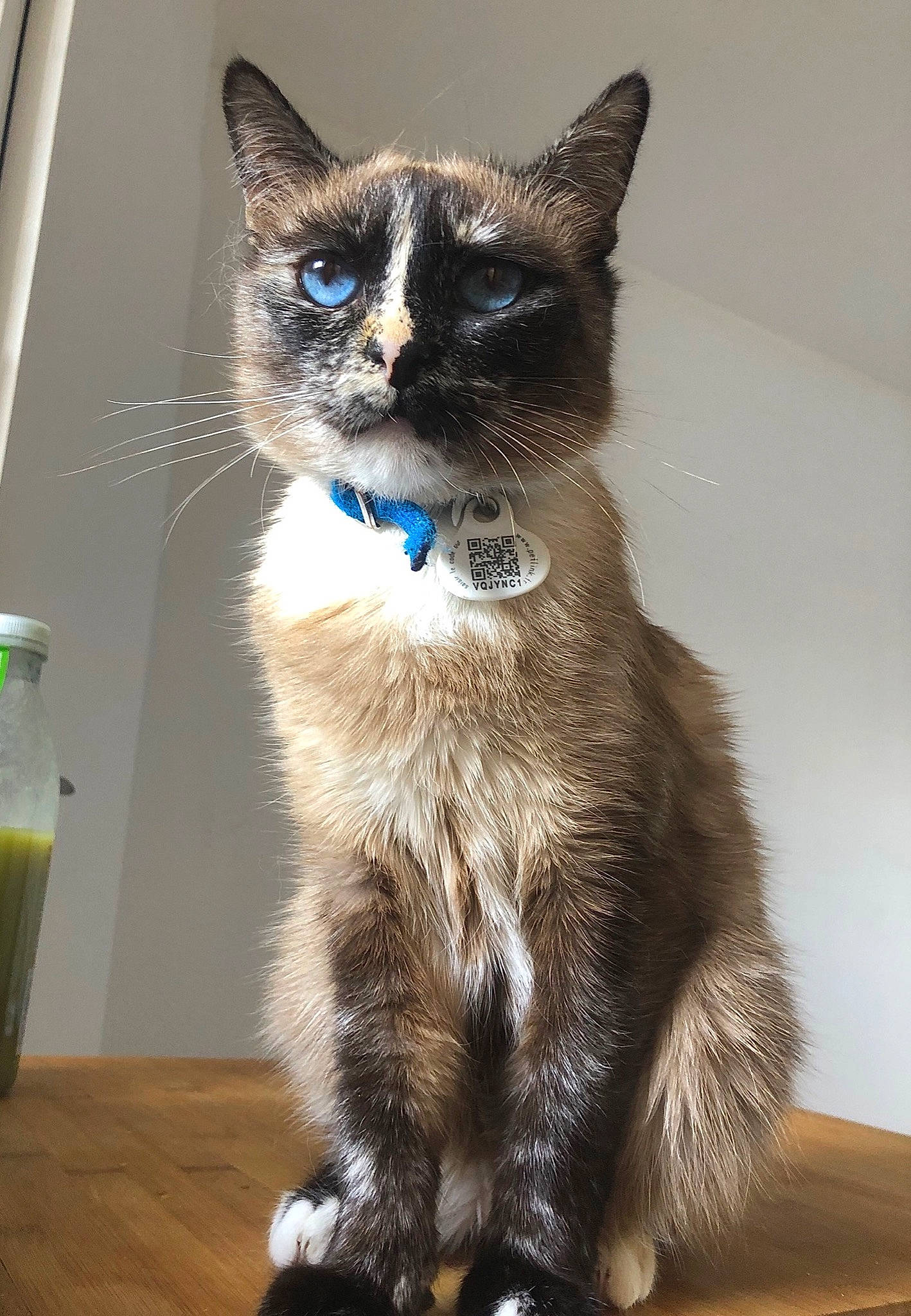 Oxy a rejoint le concours — aidez-le/la à gagner de superbes lots ! asian, balinese, carnivore, cat, claw, domestic_short_haired_cat, fawn, felidae, german_rex, kitten, mammal, ojos_azules, polydactyl_cat, siamese, small_to_medium_sized_cats, snowshoe, thai, tonkinese, vertebrate, whiskers