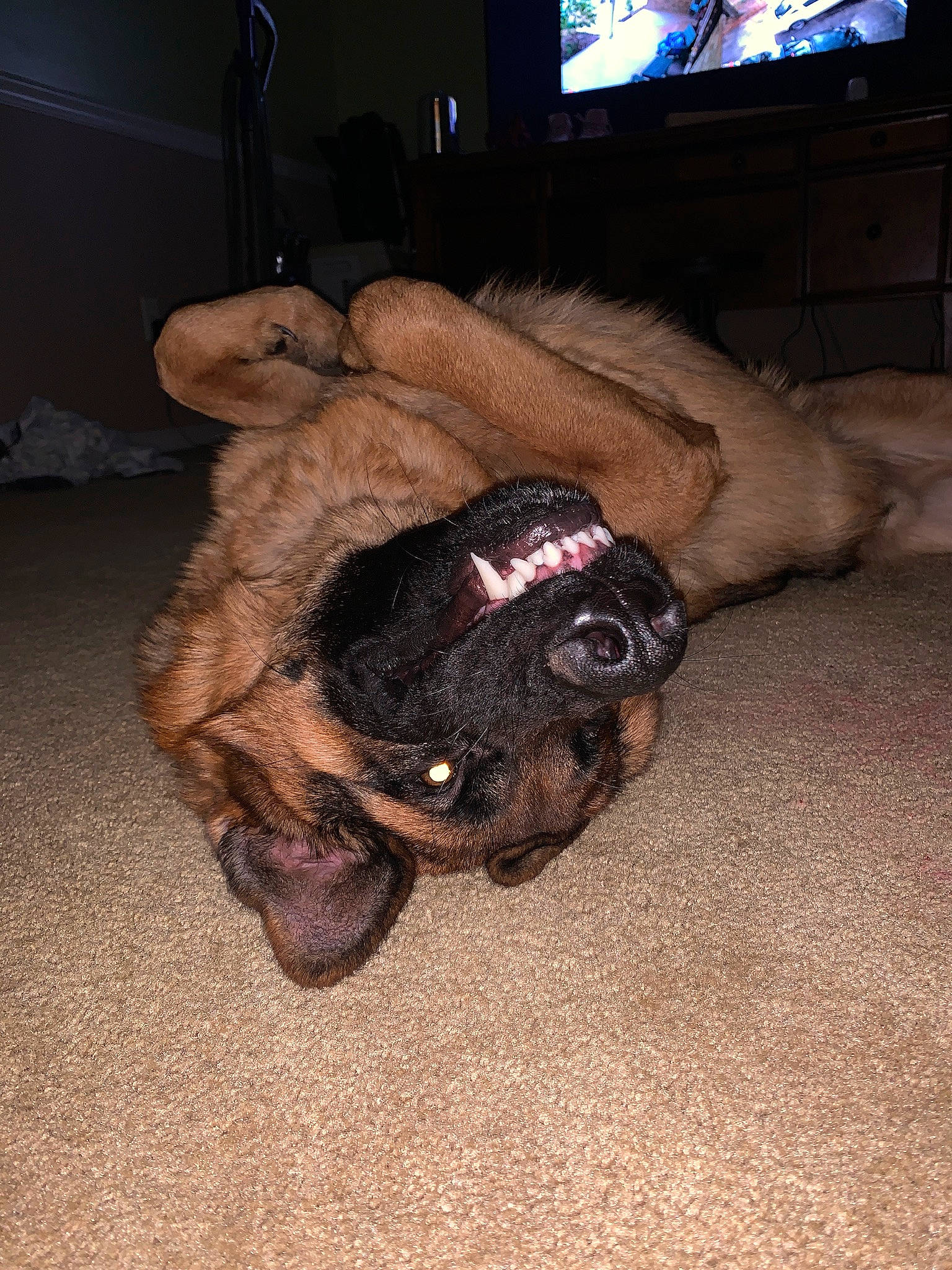 Axle is registered to the contest to win money with this photo: bullmastiff, canidae, carnivore, companion_dog, dog, dog_breed, fawn, guard_dog, leonberger, puppy, sporting_group