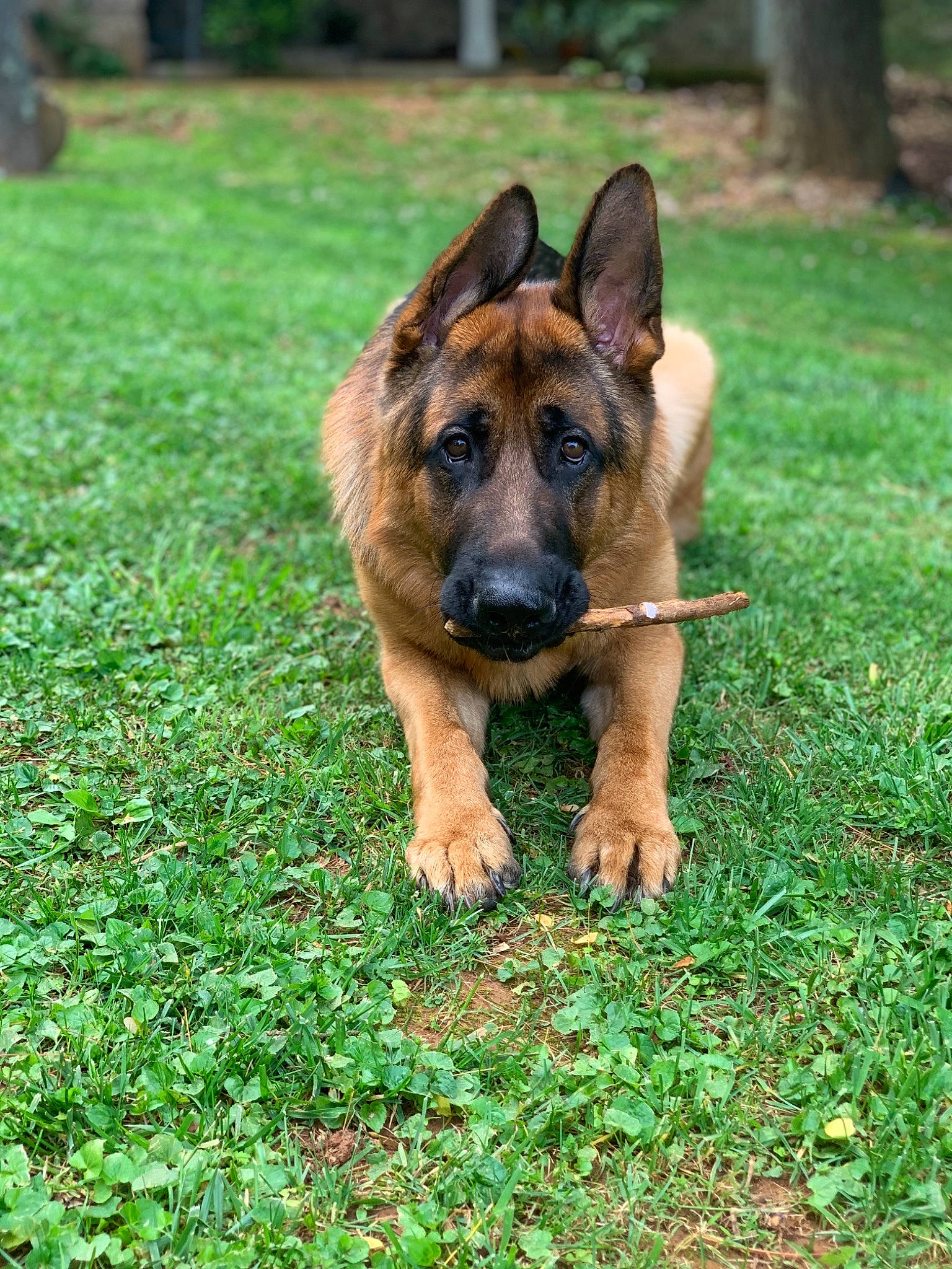 Axle is registered to the contest to win money with this photo: belgian_shepherd_malinois, canidae, carnivore, dog, dog_breed, east_european_shepherd, fawn, german_shepherd_dog, grass, king_shepherd, kunming_wolfdog, mammal, old_german_shepherd_dog, plant, rare_breed_dog, snout, vertebrate, working_dog