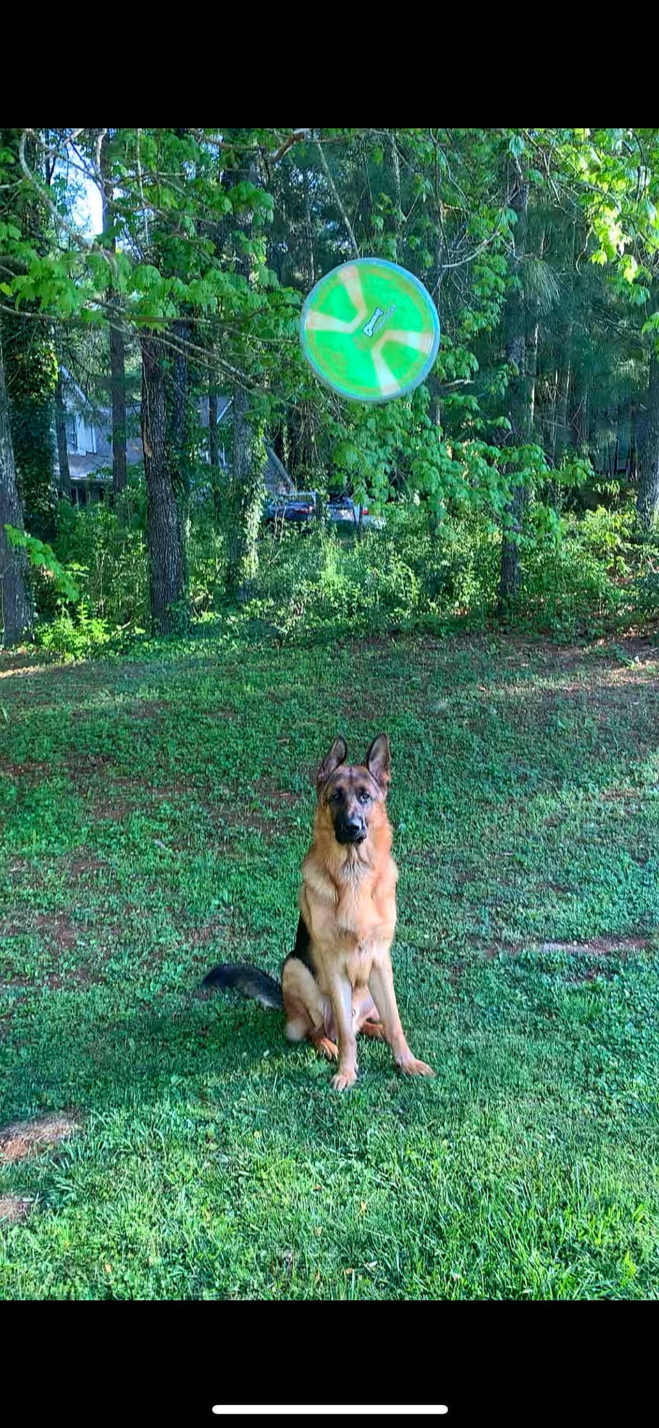 Axle is registered to the contest to win money with this photo: belgian_shepherd, belgian_shepherd_malinois, canidae, carnivore, dog, dog_breed, east_european_shepherd, fawn, german_shepherd_dog, grass, herding_dog, king_shepherd, mammal, old_german_shepherd_dog, plant, police_dog, shiloh_shepherd_dog, tervuren, working_dog