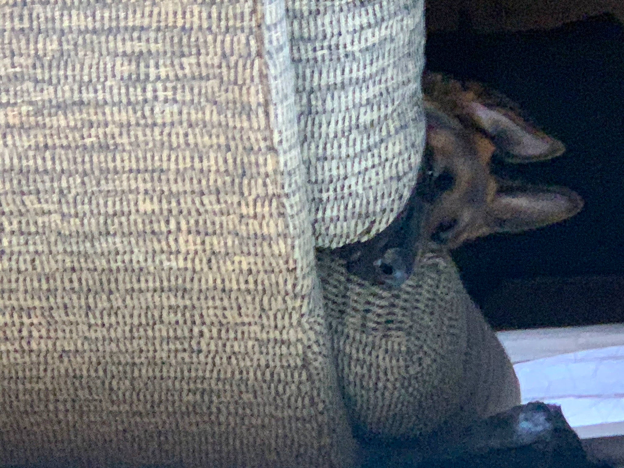 Axle joined the competition — help win amazing prizes! fawn, snout, textile