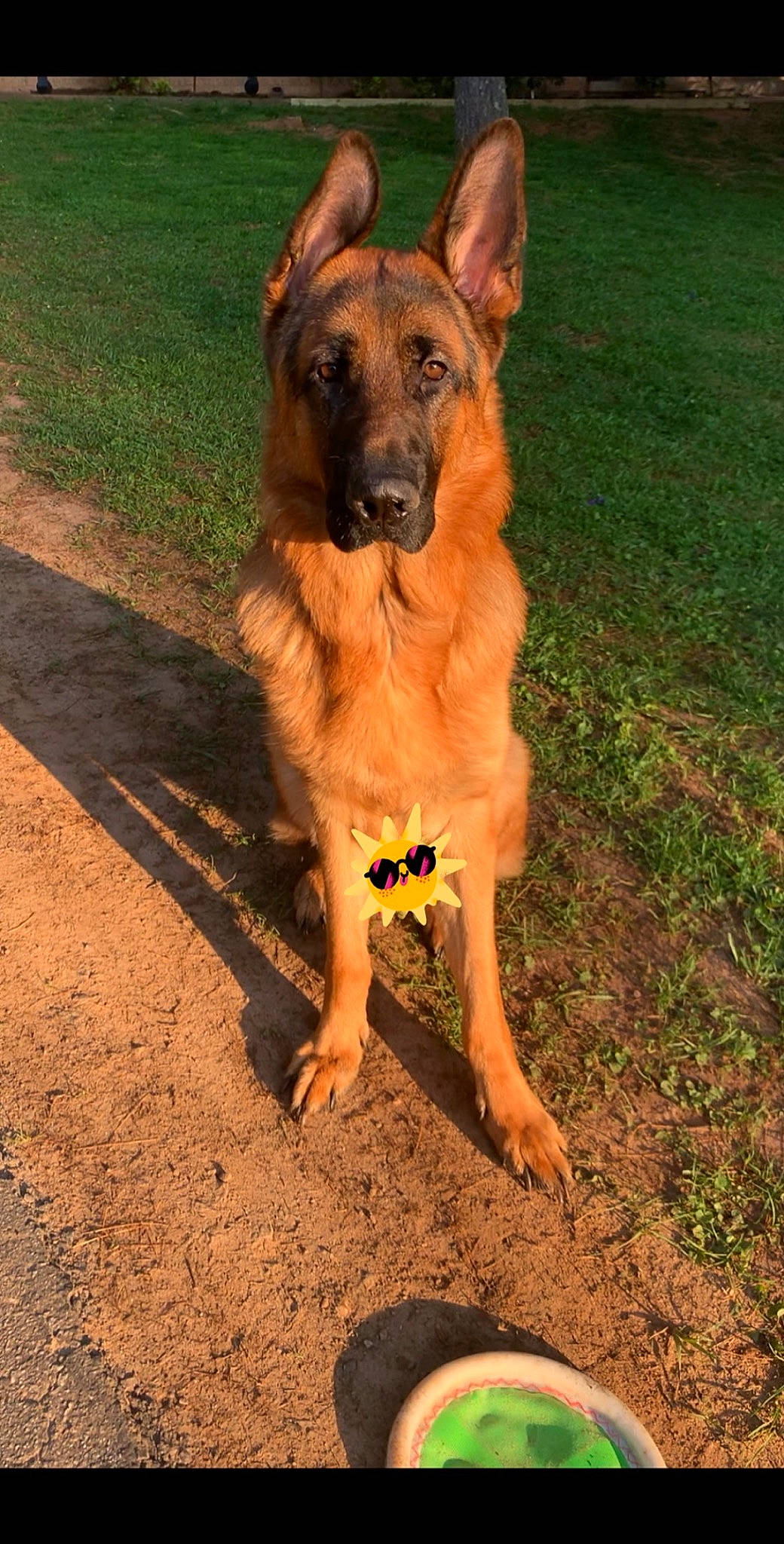 Axle joined the competition — help win amazing prizes! belgian_shepherd, belgian_shepherd_malinois, canidae, carnivore, dog, dog_breed, fawn, german_shepherd_dog, mammal, old_german_shepherd_dog, rare_breed_dog, vertebrate, working_dog