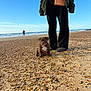 beach, collar, dog, footwear, jacket, leisure, ocean, outdoor, pants, pebbles, person, pet, puppy, sand, shoreline, sky, sunny, surfer, water, waves