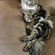 Mavis is registered to the contest to win money with this photo: cat, tabby, fluffy, long_hair, green_eyes, couch, beige, pet, animal, relaxed, indoor, whiskers, tail, paws, fur, feline, cute, portrait, resting, domestic_cat