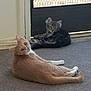Mavis is registered to the contest to win money with this photo: cat, cats, indoor, carpet, door, relaxed, pets, animal, feline, brown_cat, tabby_cat, laying, floor, curious, ears, whiskers, tail, two_animals, domestic_cat, resting