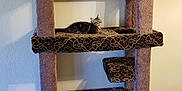 Mavis joined the competition — help win amazing prizes! cat, cats, cat_tree, furniture, indoor, pet, tabby_cat, orange_cat, resting, carpet, wall, home, animal, cute, relaxing, multi_level, patterned, vertical, domestic, cozy