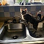 Mavis is registered to the contest to win money with this photo: kitten, cat, sink, kitchen, window, tap, tile, domestic_animal, pet, curious, feline, fur, indoor, household, countertop, drain, daylight, young_animal, looking, standing