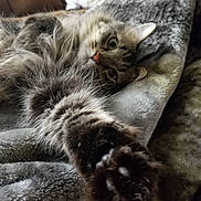 Mavis joined the competition — help win amazing prizes! animal, blanket, blurred_background, cat, close_up, couch, cozy, feline, fur, green_eyes, home, indoor, paw, pet, relaxed, sleepy, soft_texture, stretching, tabby_cat, whiskers