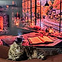 cat, fluffy_cat, tabby_cat, indoor, cozy, autumn, fireplace, pumpkins, book, cup, steam, table, leaves, lantern, window, railroad_tracks, fall_foliage, orange, brown, relaxing